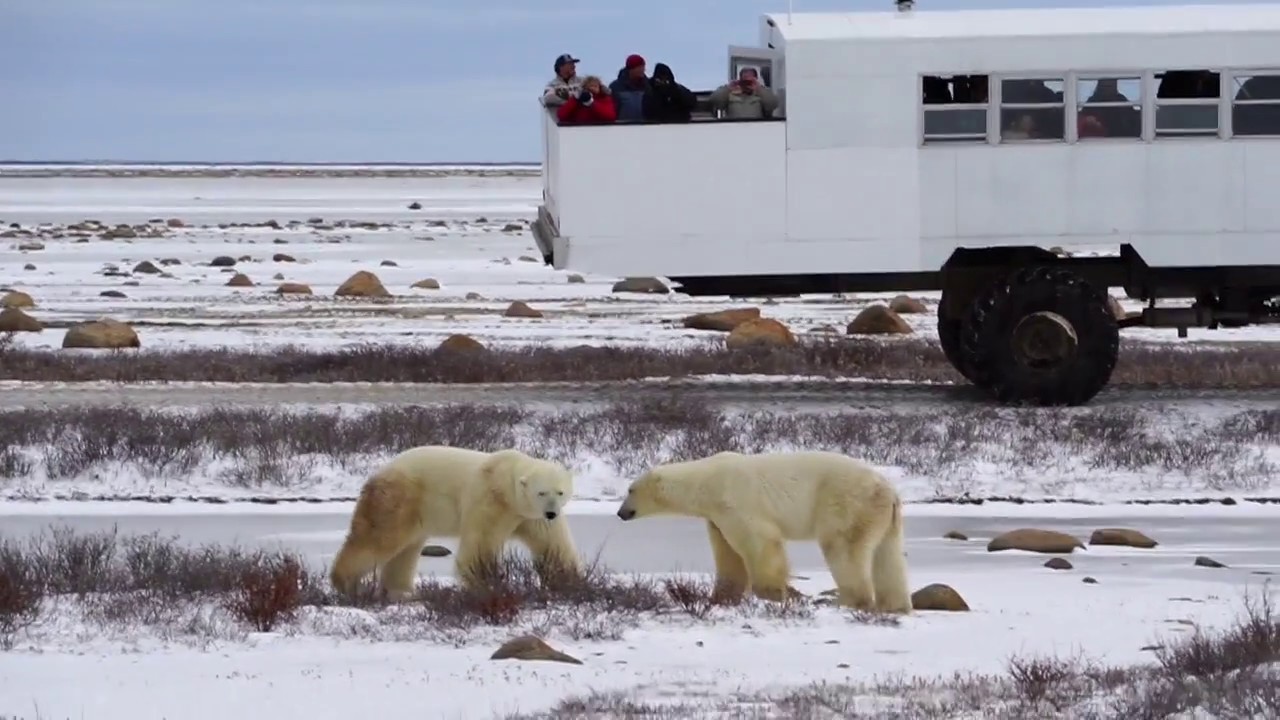 Polar Bear Sparing Churchill Manitoba