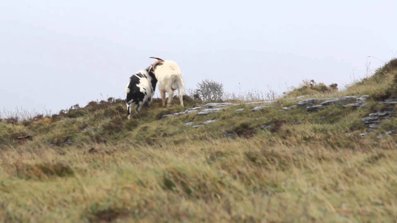 Rumble on the Burren