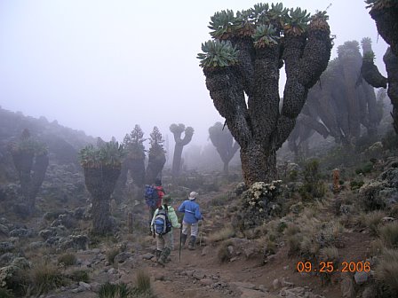 Hikers trekking through a foggy landscape with unique, large, succulent trees on a mountain trail.