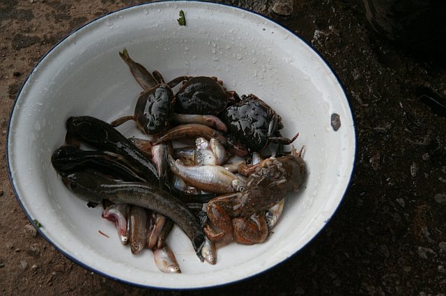 A bowl of freshly caught river fish and aquatic creatures from Chiang Mai, showcasing local freshwater seafood delicacies.