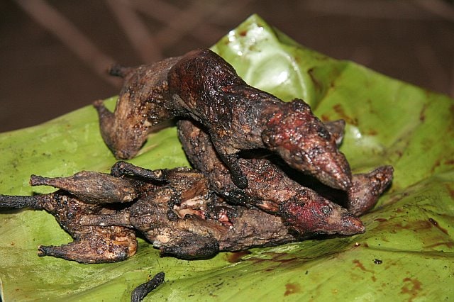 Close-up of a rat's nest on a banana leaf during Chiang Mai adventure, highlighting local wildlife and nocturnal animal encounters.
