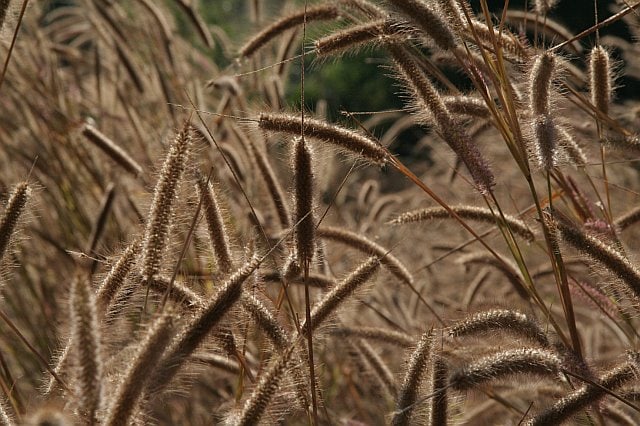 Close-up of wild grass with fuzzy seed heads in Chiang Mai, Thailand, during the night, capturing the natural landscape and flora.
