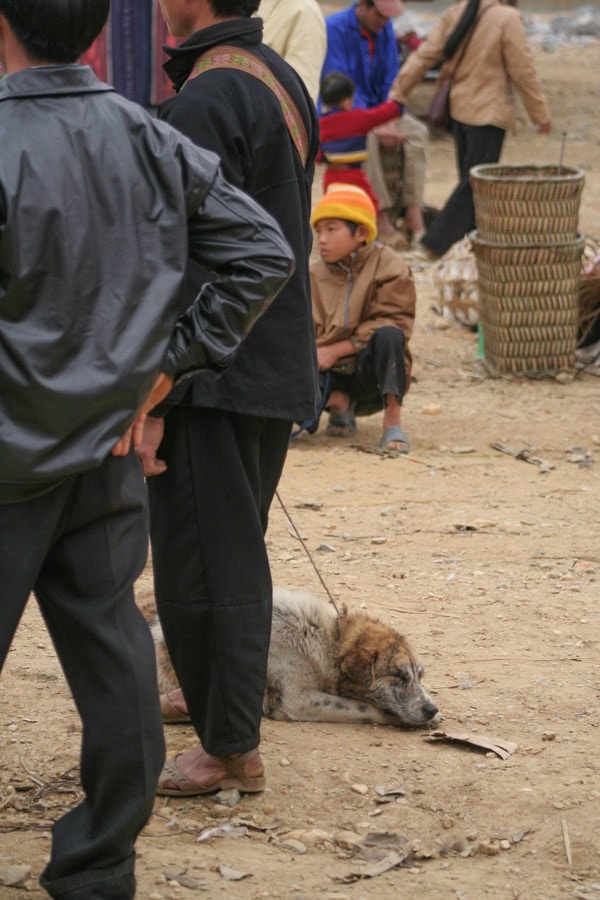Dog Market - Bac Ha Sunday Market Northern Vietnam