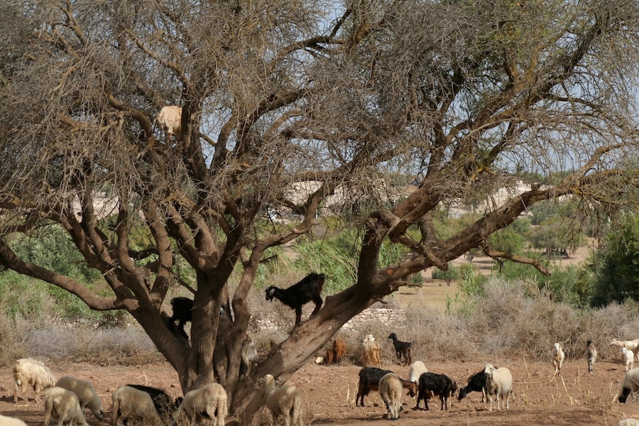 Argan Tree Climbing Goats in Morocco