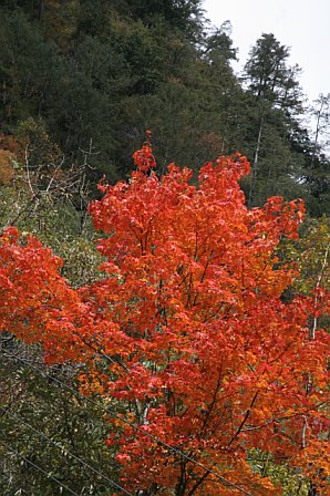 Bright red and orange autumn leaves covering a tree in a forested area during fall.
