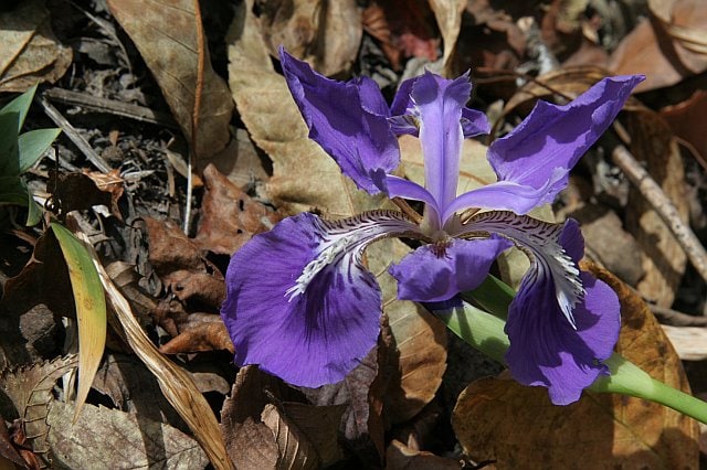 Close-up of a vibrant purple iris flower blooming among dry leaves and soil in a natural outdoor setting.