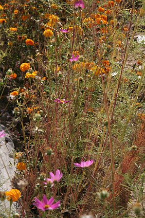 Colorful wildflowers including pink, orange, and yellow blooms growing in a natural meadow setting.