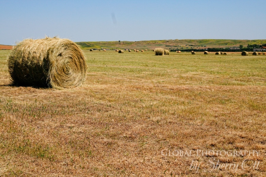 south dakota hay