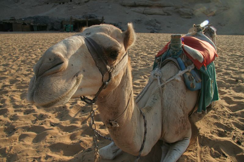 Egyptian Camel