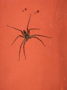 My Spider...I won't miss her...