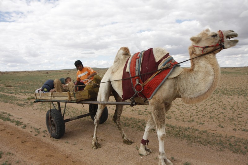 camel cart mongolia