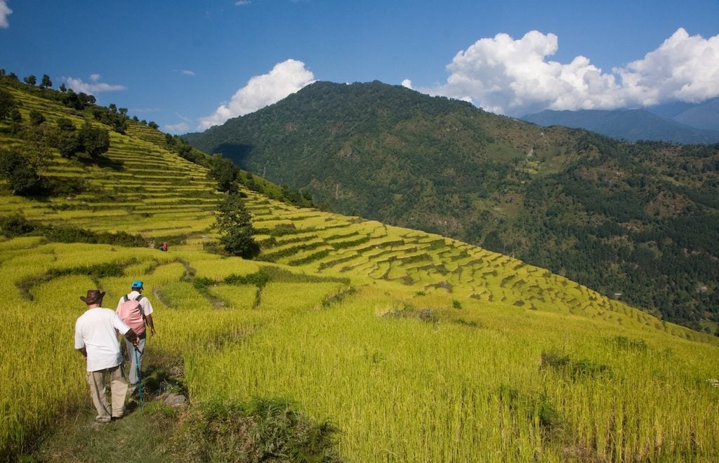 Nepal rice terraces