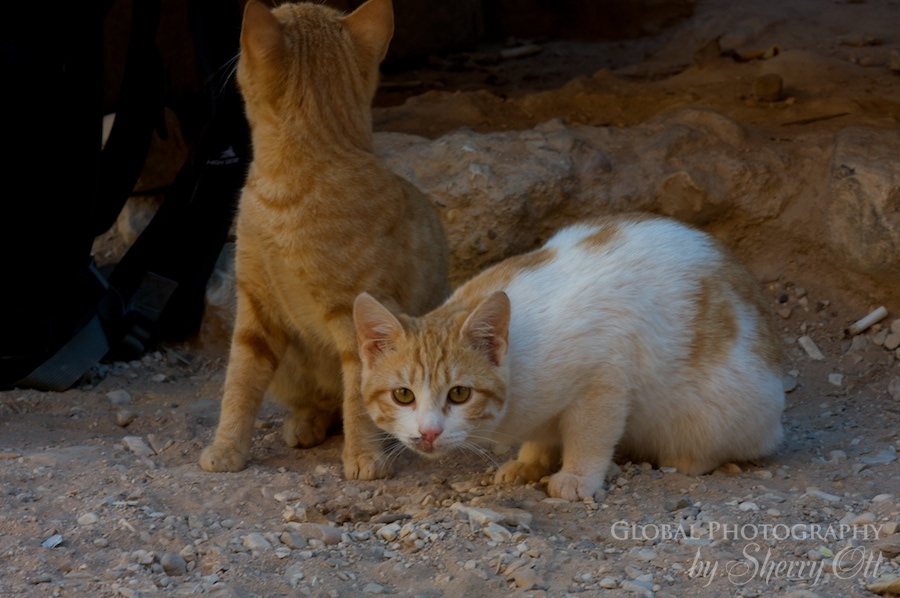 Petra Cat