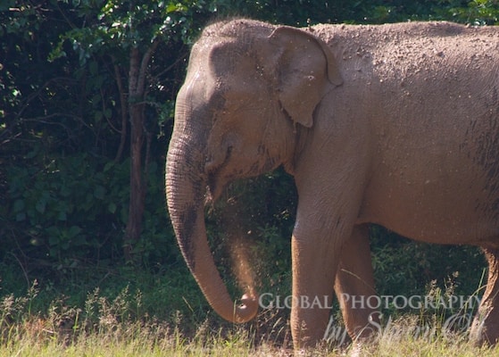 elephant mud bath