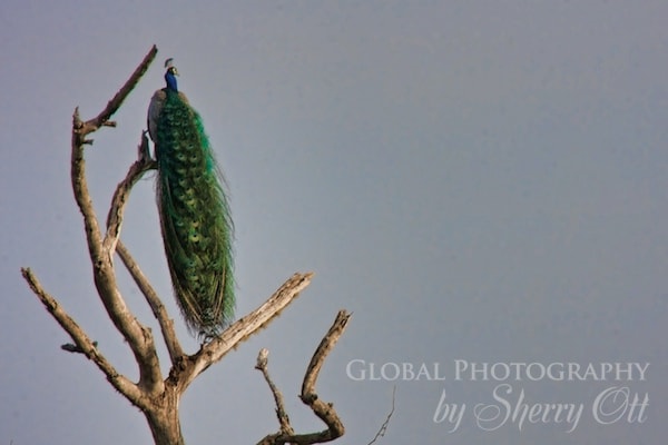 peacock in a tree