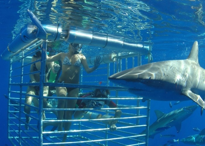 shark cage hawaii