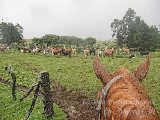 herding cattle big island hawaii cowboy