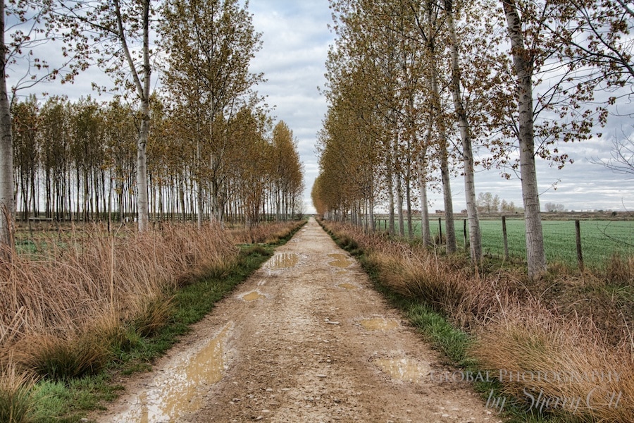 tree lined path camino