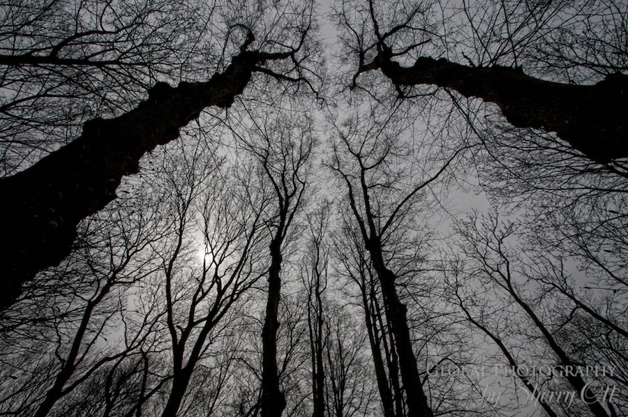 Trees reaching to the sky