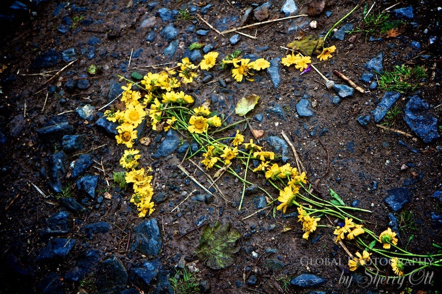 arrow made of flowers on the trail