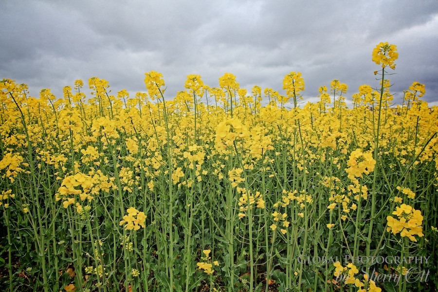 yellow flower fields - sights along thru hikes