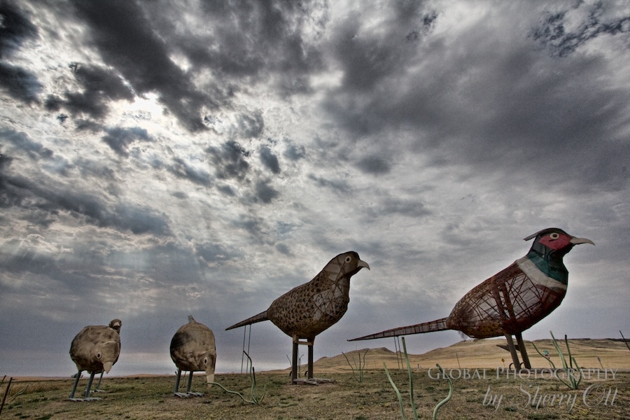 Enchanted Highway North Dakota pheasants on the prairie