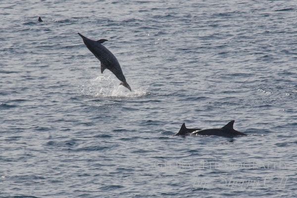 spinner dolphins play in the bay