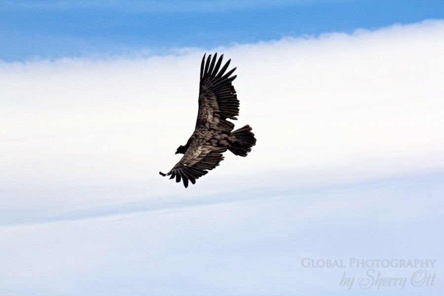 A condor glides above me
