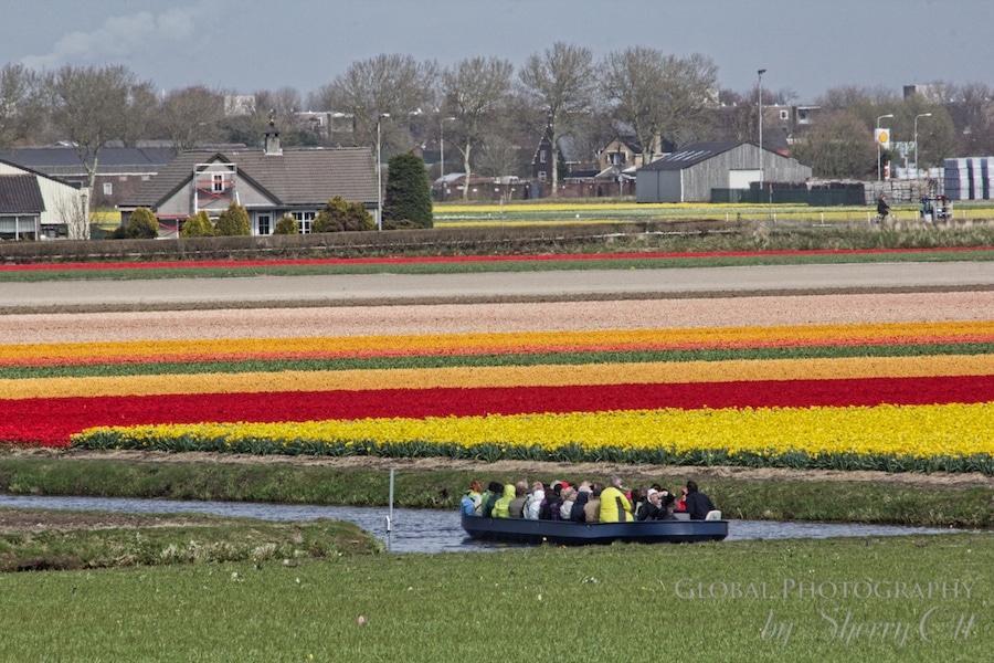 Tulip fields holland