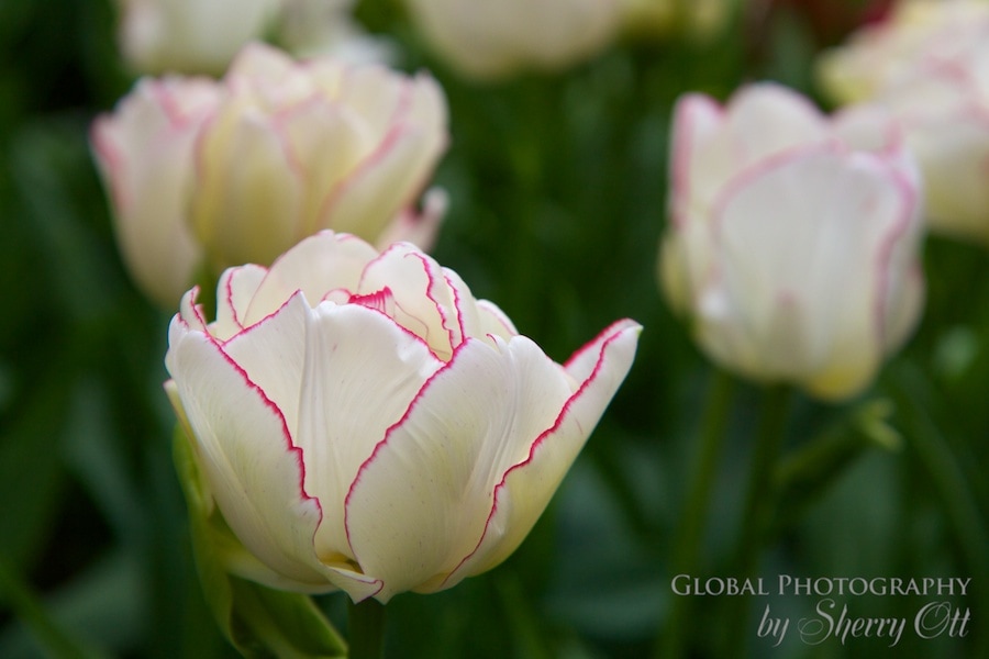Holland tulip variety