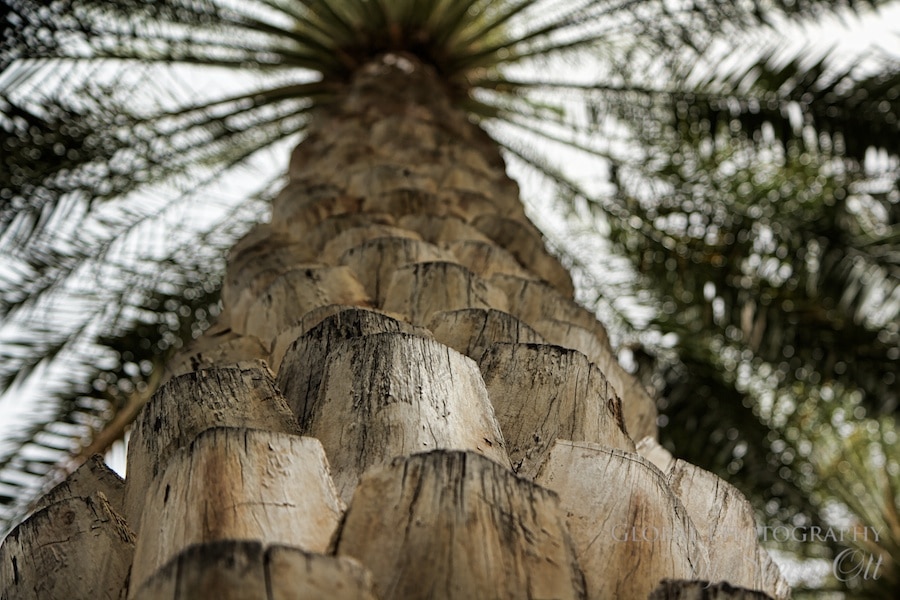 Date palm tree oman
