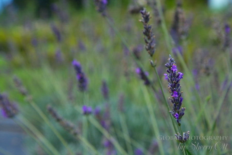 lavender farm maui upcountry