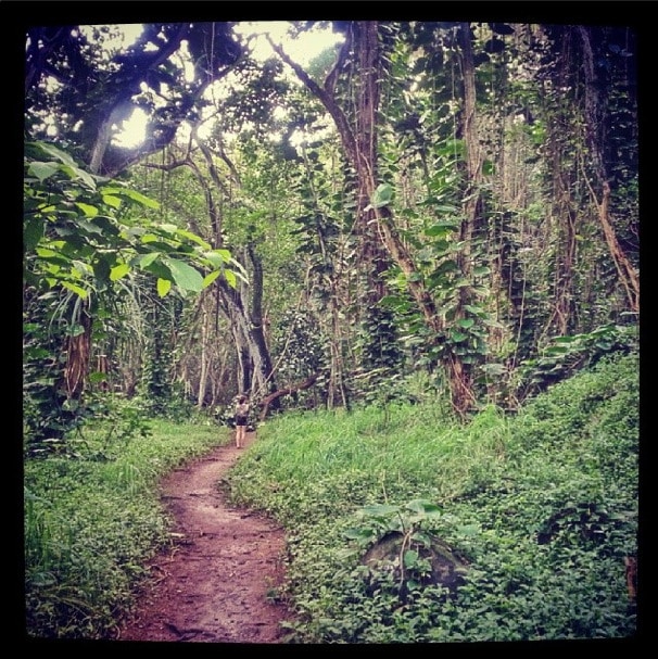 Hoopii trail kauai