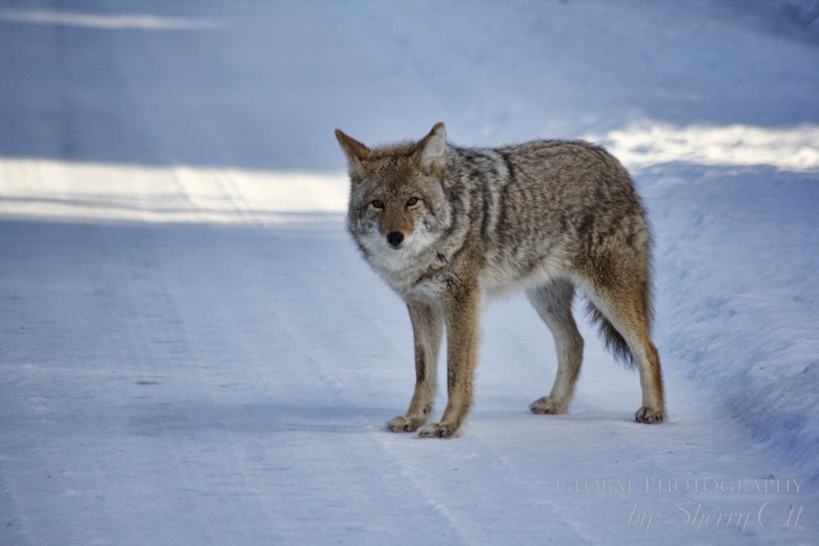 coyote wildlife jasper national park