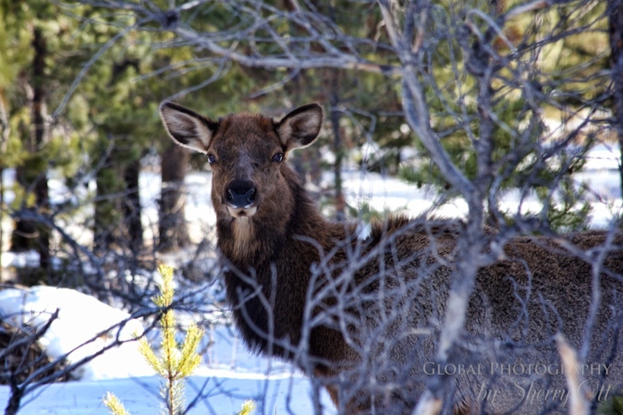 Elk Jasper National Park