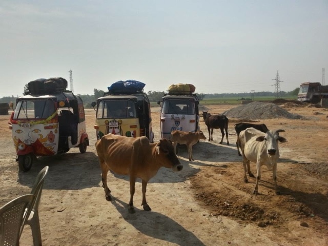 cows surround the richshaws in India