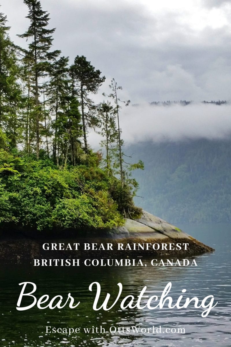Bear Watching british columbia canada