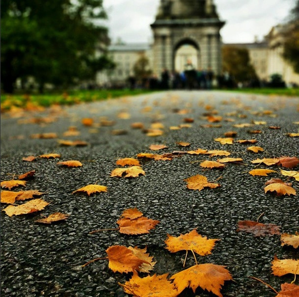 Trinity College Autumn Leaves