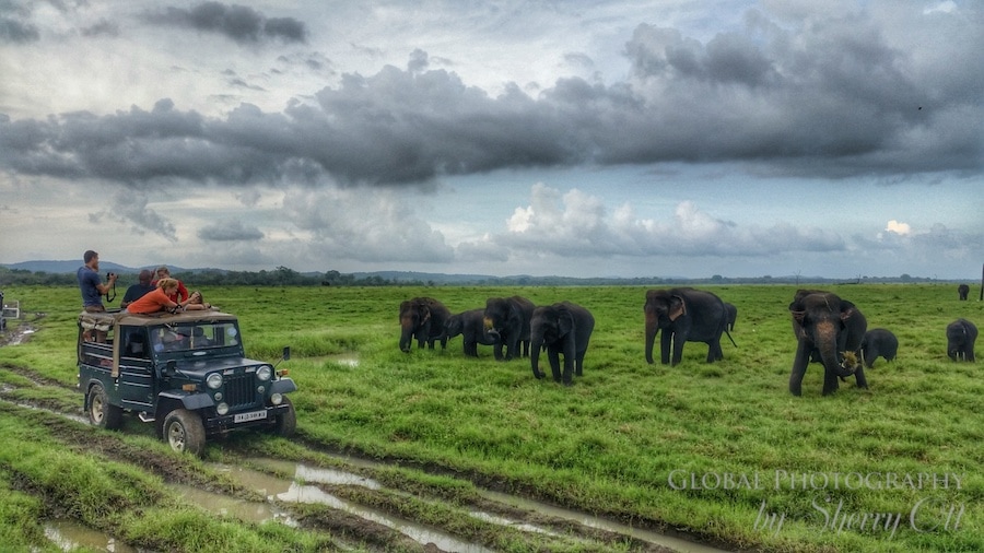 the Gathering elephant migration