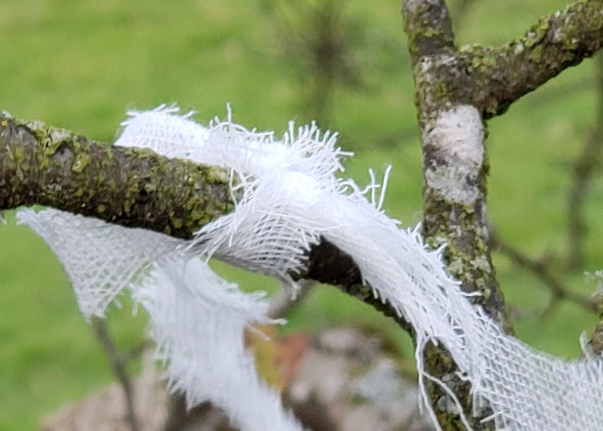 Fairy Tree Ireland