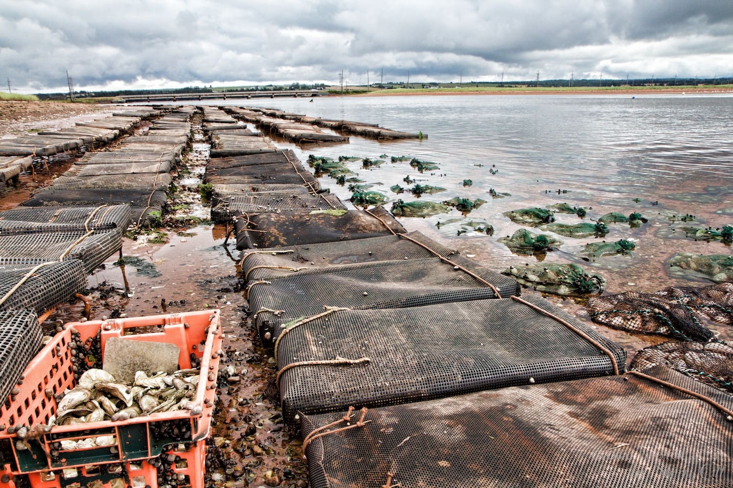 oyster aquaculture