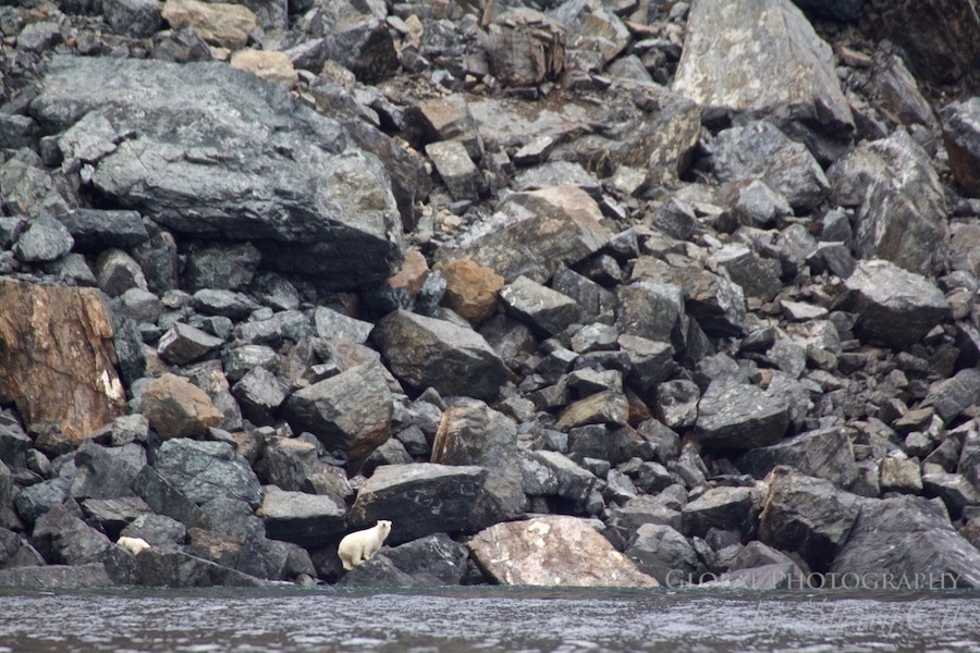 Wrangel island Polar Bear