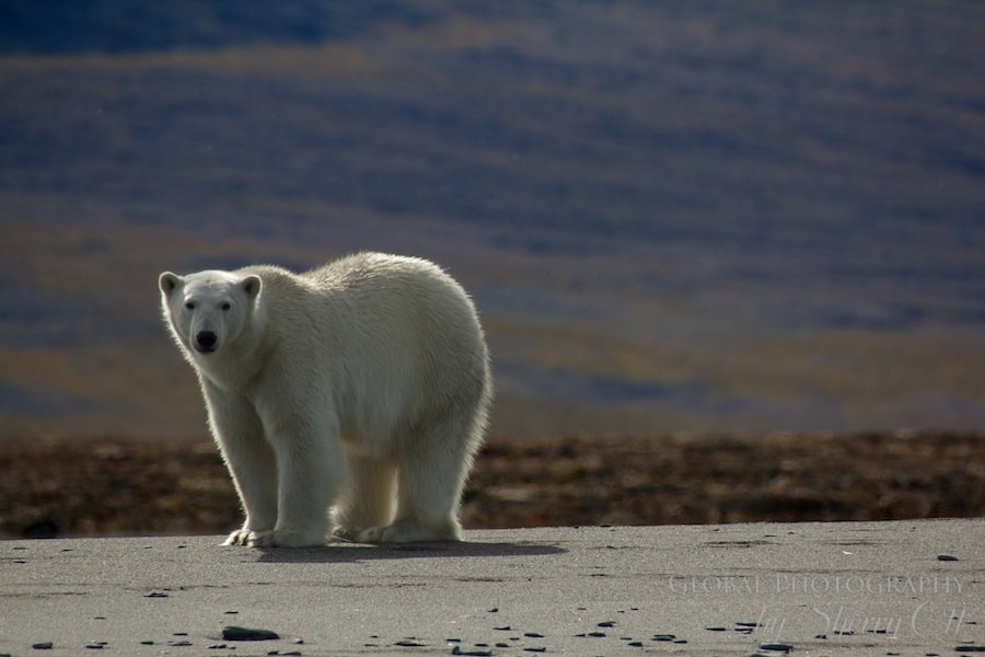 Wrangel Island polar bear