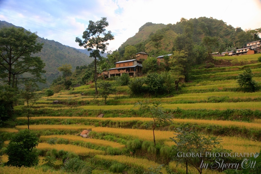 rice terraces october nepal