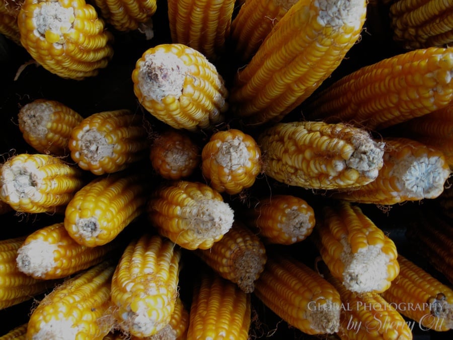 dried corn fall nepal