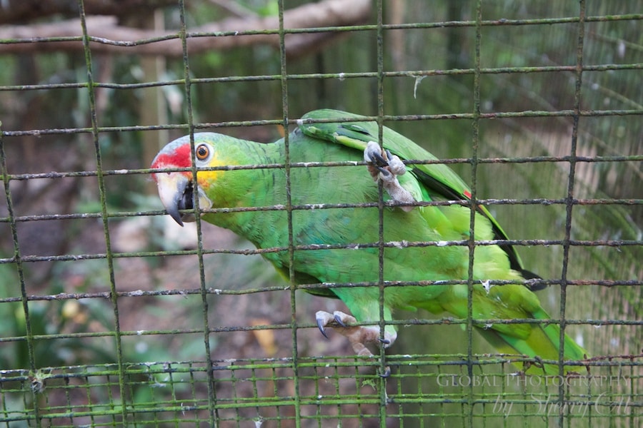 Belize zoo