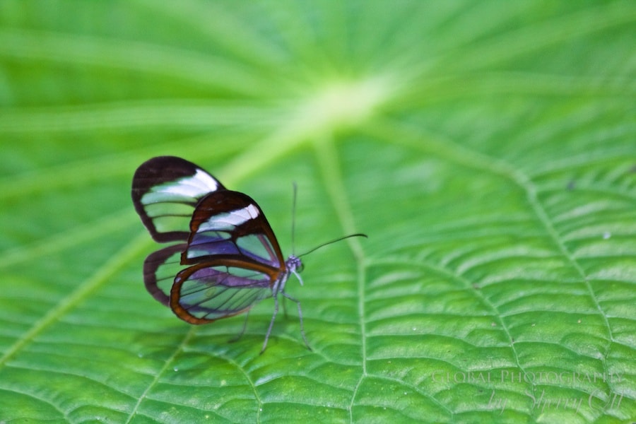 belize butterfly