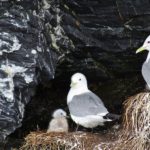 Bird Watching Nuneangan Island (2)