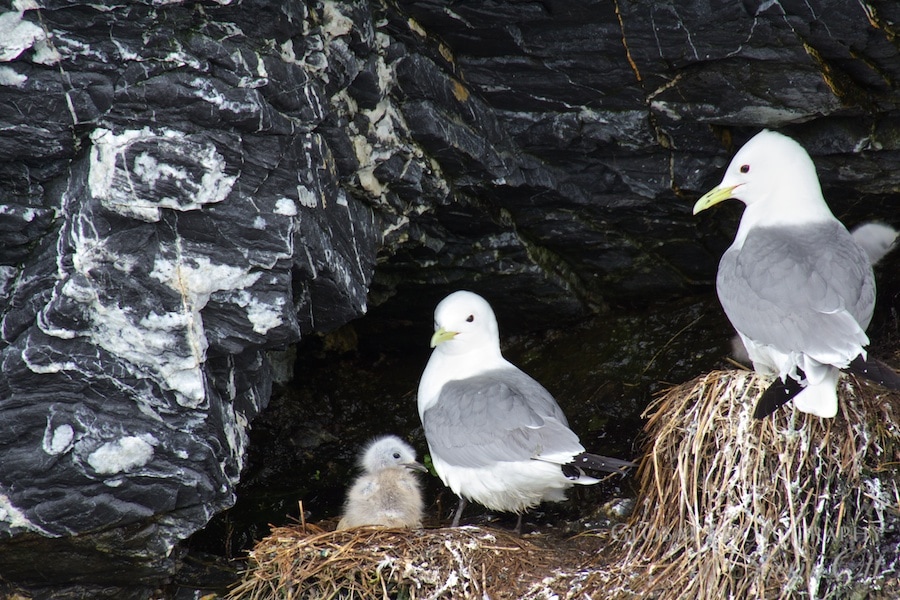 Bird Watching Nuneangan Island (2)