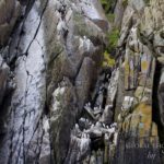 Bird cliffs Diomedes island Russia